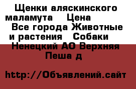 Щенки аляскинского маламута  › Цена ­ 15 000 - Все города Животные и растения » Собаки   . Ненецкий АО,Верхняя Пеша д.